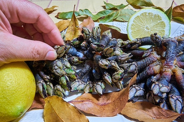 Goose Neck Barnacle Festival – 11. Ausgabe
